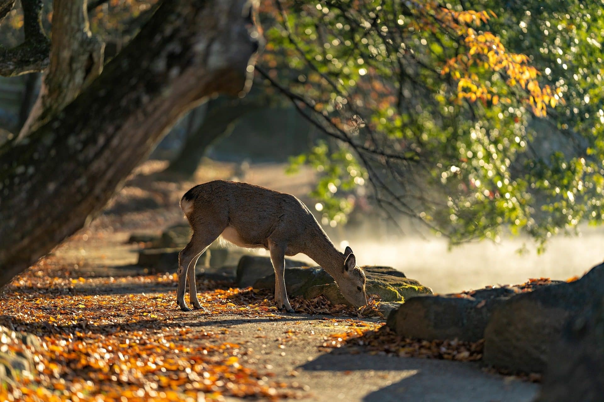 nara park japan