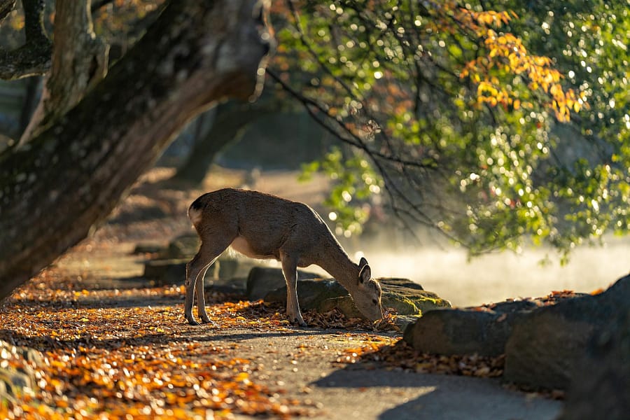 nara park japan